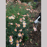 Perennials ~ Chrysanthemum 'Apricot' ~ Dancing Oaks Nursery and Gardens ~ Retail Nursery ~ Mail Order Nursery