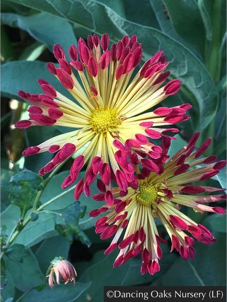 Perennials ~ Chrysanthemum 'Matchsticks' ~ Dancing Oaks Nursery and Gardens ~ Retail Nursery ~ Mail Order Nursery
