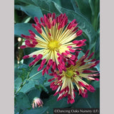 Perennials ~ Chrysanthemum 'Matchsticks' ~ Dancing Oaks Nursery and Gardens ~ Retail Nursery ~ Mail Order Nursery