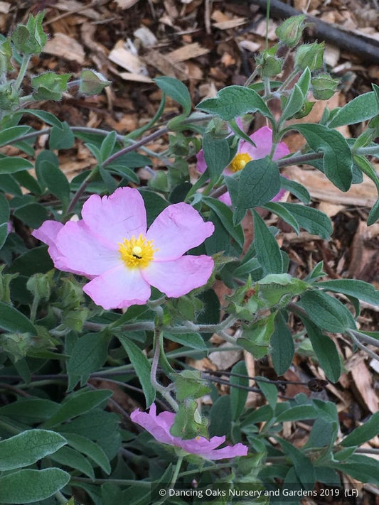 Shrubs ~ Cistus x argenteus 'Silver Pink', Silver Pink Rockrose ~ Dancing Oaks Nursery and Gardens ~ Retail Nursery ~ Mail Order Nursery