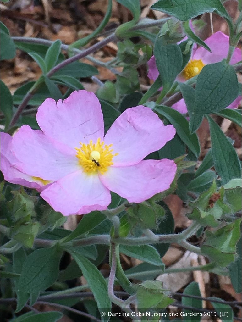 Shrubs ~ Cistus x argenteus 'Silver Pink', Silver Pink Rockrose ~ Dancing Oaks Nursery and Gardens ~ Retail Nursery ~ Mail Order Nursery