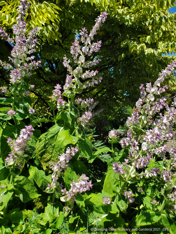 Biennials ~ Salvia sclarea var. turkestanica, Clary Sage ~ Dancing Oaks Nursery and Gardens ~ Retail Nursery ~ Mail Order Nursery