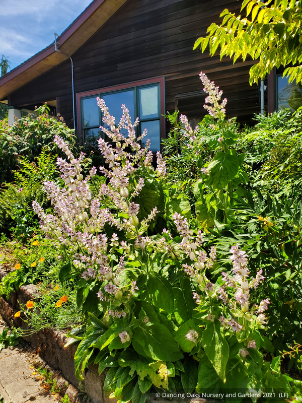 Biennials ~ Salvia sclarea var. turkestanica, Clary Sage ~ Dancing Oaks Nursery and Gardens ~ Retail Nursery ~ Mail Order Nursery