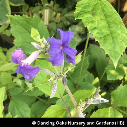 Perennials ~ Clematis heracleifolia 'Cassandra', Clematis ~ Dancing Oaks Nursery and Gardens ~ Retail Nursery ~ Mail Order Nursery