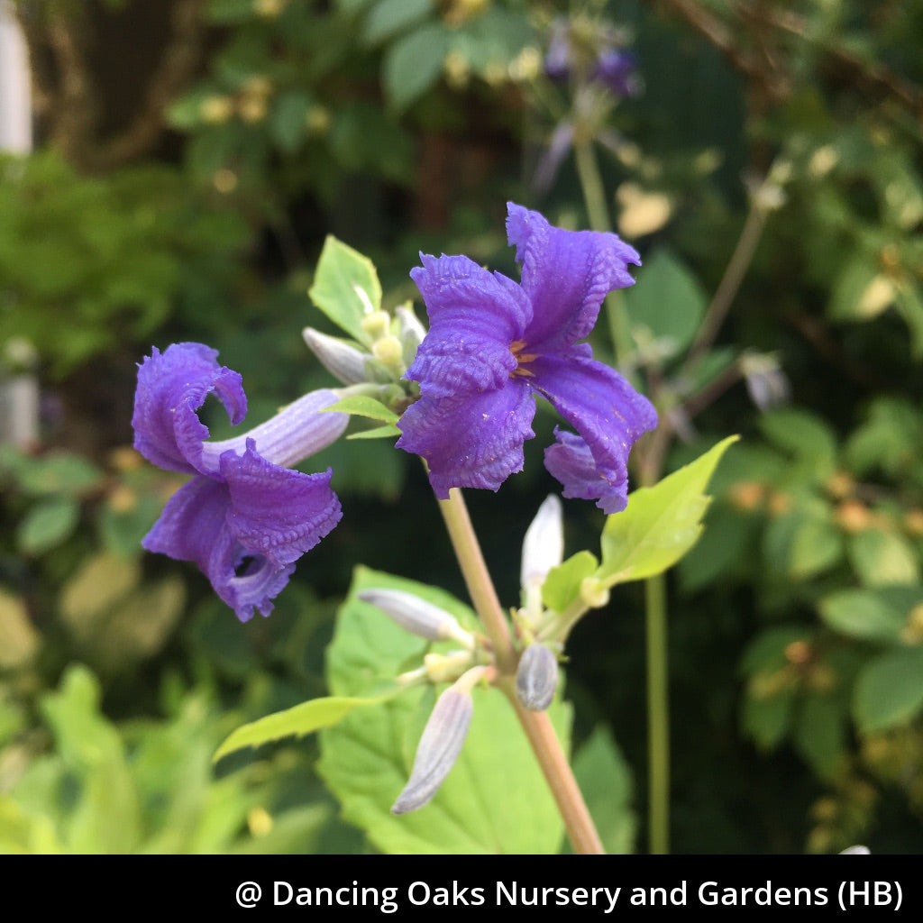 Perennials ~ Clematis heracleifolia 'Cassandra', Clematis ~ Dancing Oaks Nursery and Gardens ~ Retail Nursery ~ Mail Order Nursery