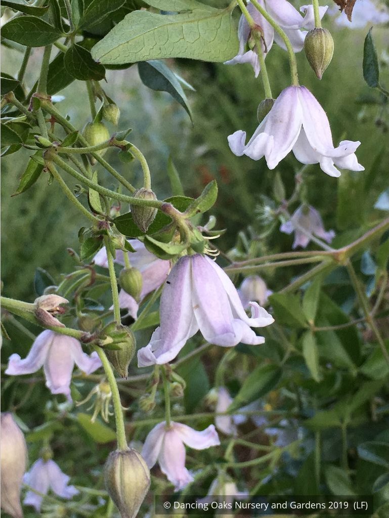 Perennials ~ Clematis campaniflora, Bellflower Clematis ~ Dancing Oaks Nursery and Gardens ~ Retail Nursery ~ Mail Order Nursery