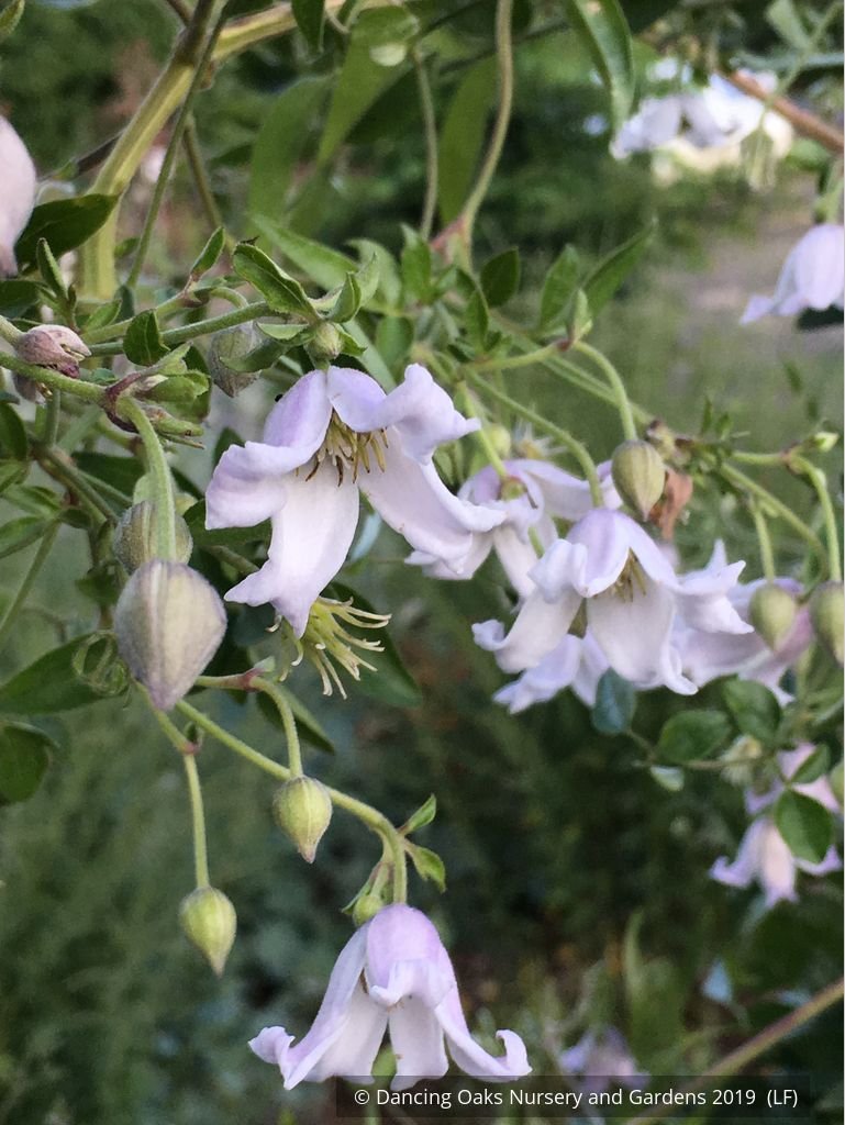 Perennials ~ Clematis campaniflora, Bellflower Clematis ~ Dancing Oaks Nursery and Gardens ~ Retail Nursery ~ Mail Order Nursery