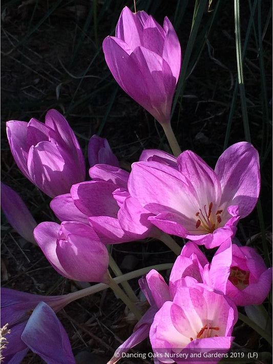 Bulbs & Tubers ~ Colchicum var. 'Giant', Fall Crocus ~ Dancing Oaks Nursery and Gardens ~ Retail Nursery ~ Mail Order Nursery