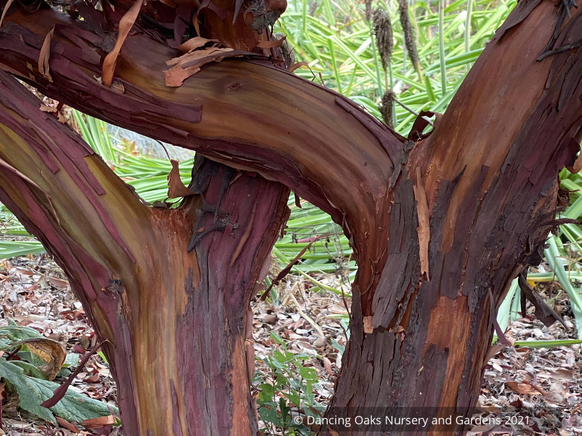 Arctostaphylos columbiana 'Blue River', Manzanita
