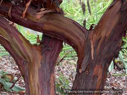 Arctostaphylos columbiana 'Blue River', Manzanita