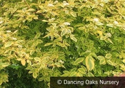 Shrubs ~ Cornus sericea 'Hedgerows Gold', Variegated Red Twig Dogwood ~ Dancing Oaks Nursery and Gardens ~ Retail Nursery ~ Mail Order Nursery