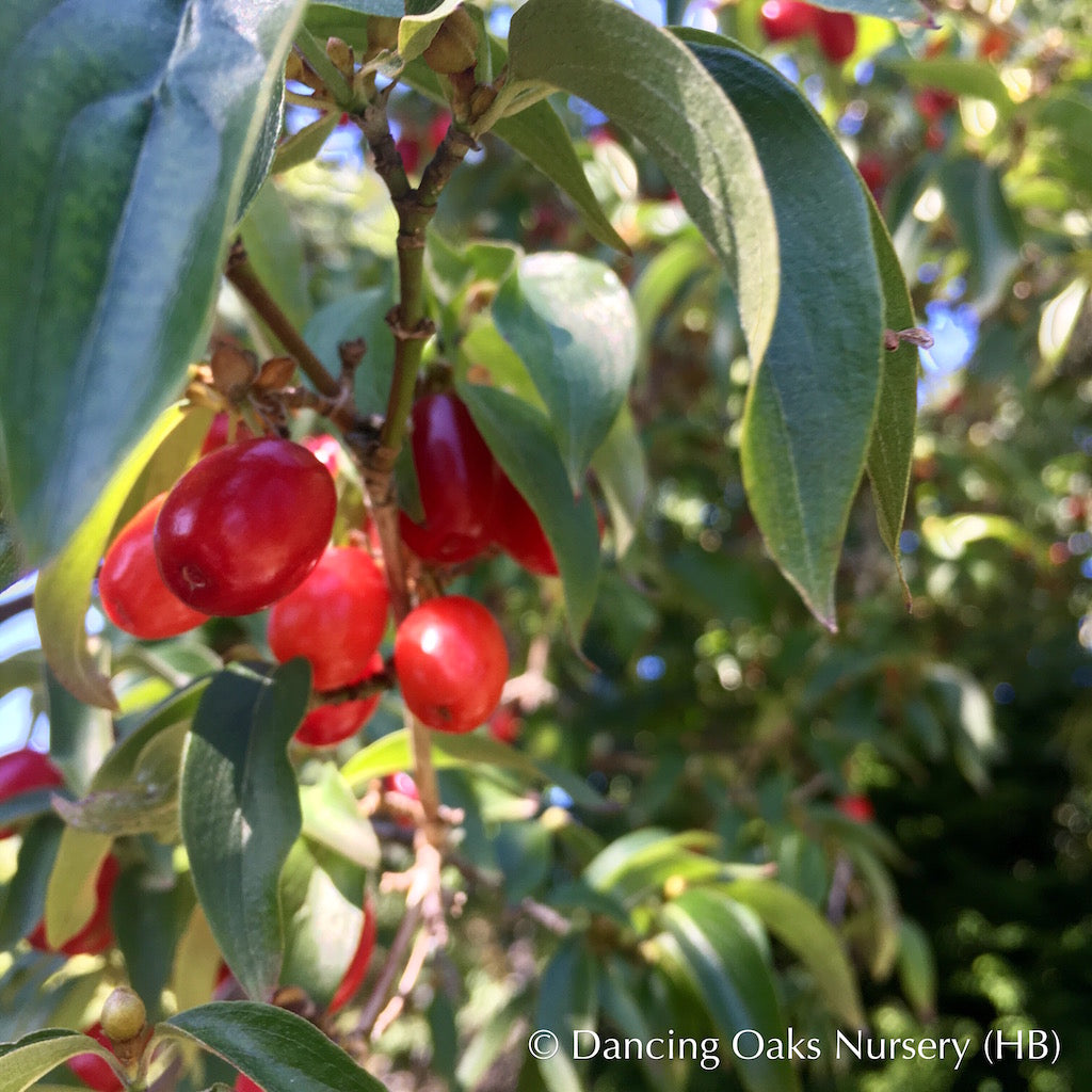 Trees ~ Cornus mas, Cornelian Cherry Dogwood ~ Dancing Oaks Nursery and Gardens ~ Retail Nursery ~ Mail Order Nursery