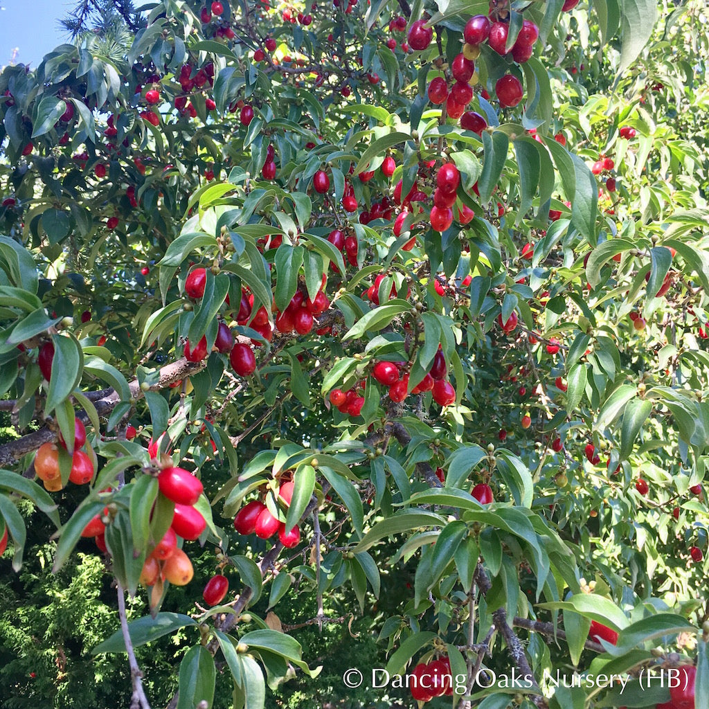 Trees ~ Cornus mas, Cornelian Cherry Dogwood ~ Dancing Oaks Nursery and Gardens ~ Retail Nursery ~ Mail Order Nursery