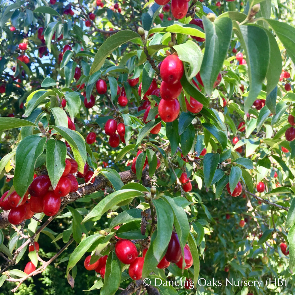 Trees ~ Cornus mas, Cornelian Cherry Dogwood ~ Dancing Oaks Nursery and Gardens ~ Retail Nursery ~ Mail Order Nursery