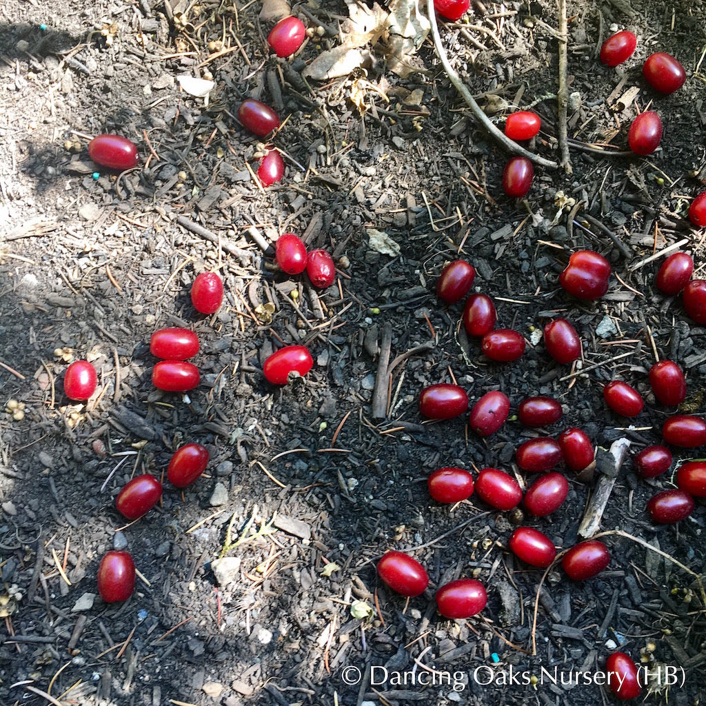 Trees ~ Cornus mas, Cornelian Cherry Dogwood ~ Dancing Oaks Nursery and Gardens ~ Retail Nursery ~ Mail Order Nursery