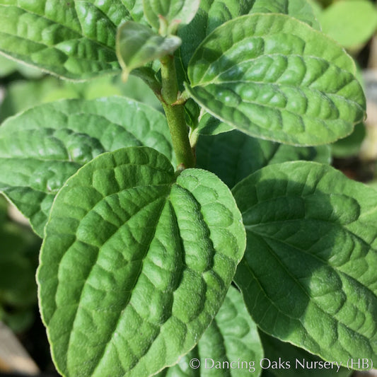 Shrubs ~ Cornus sanguinea 'Compressa', Siberian Dogwood ~ Dancing Oaks Nursery and Gardens ~ Retail Nursery ~ Mail Order Nursery