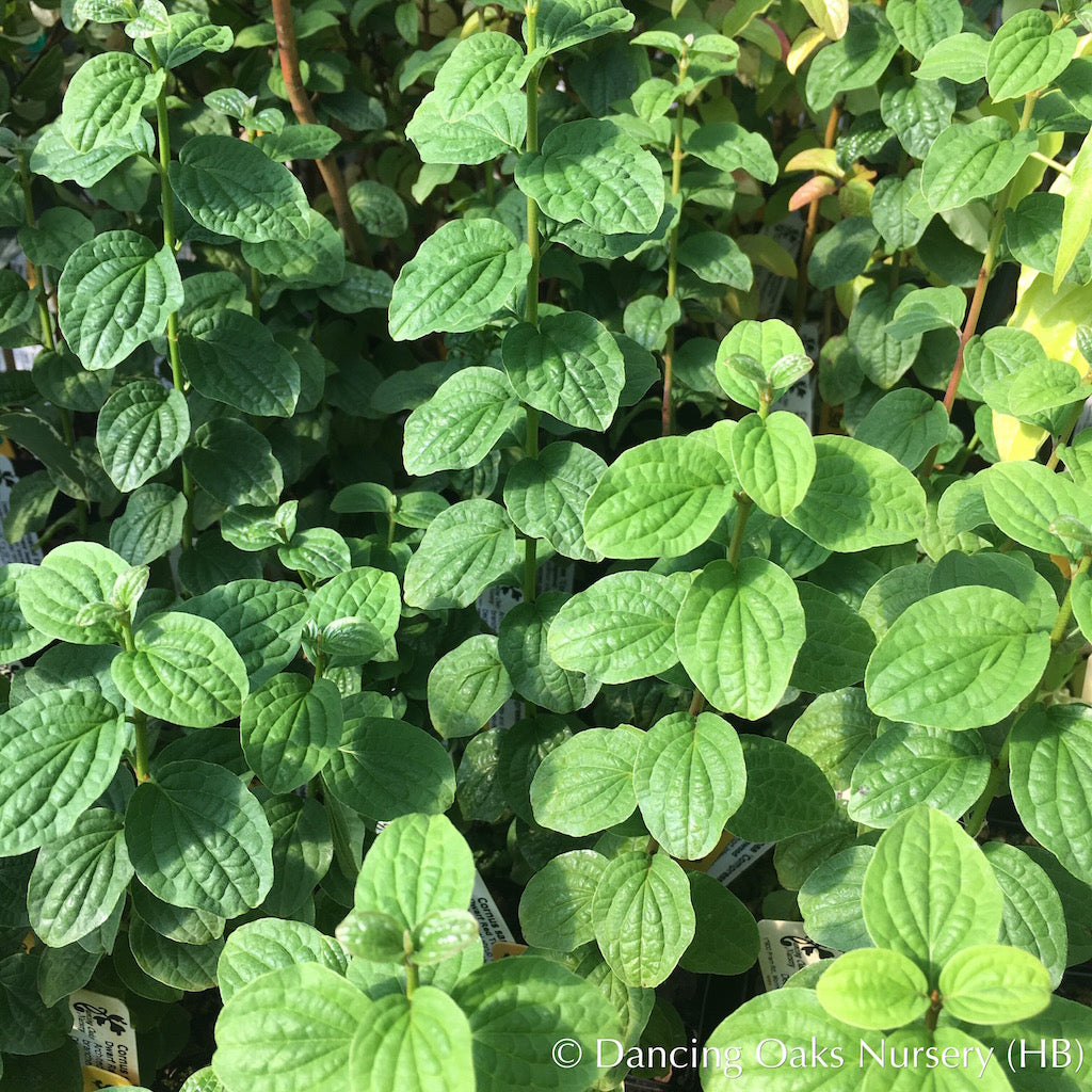 Shrubs ~ Cornus sanguinea 'Compressa', Siberian Dogwood ~ Dancing Oaks Nursery and Gardens ~ Retail Nursery ~ Mail Order Nursery