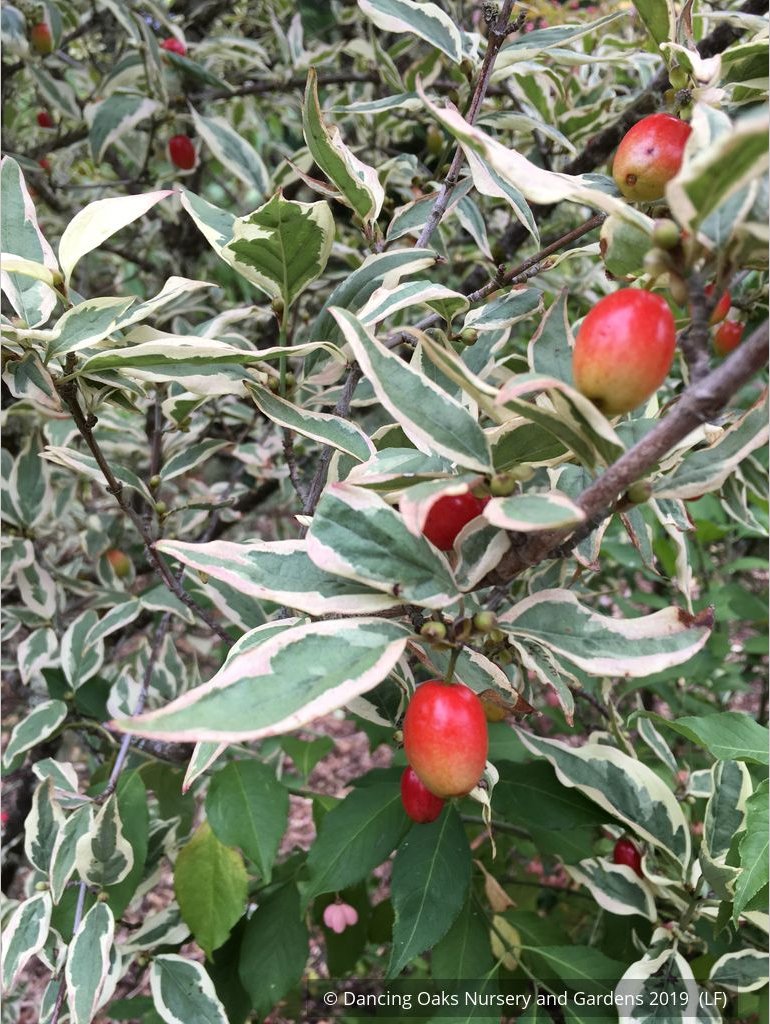 Trees ~ Cornus mas 'Variegata', Variegated Cornelian Cherry Dogwood ~ Dancing Oaks Nursery and Gardens ~ Retail Nursery ~ Mail Order Nursery
