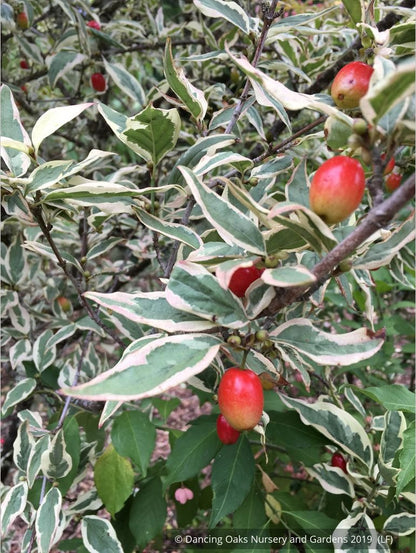 Trees ~ Cornus mas 'Variegata', Variegated Cornelian Cherry Dogwood ~ Dancing Oaks Nursery and Gardens ~ Retail Nursery ~ Mail Order Nursery