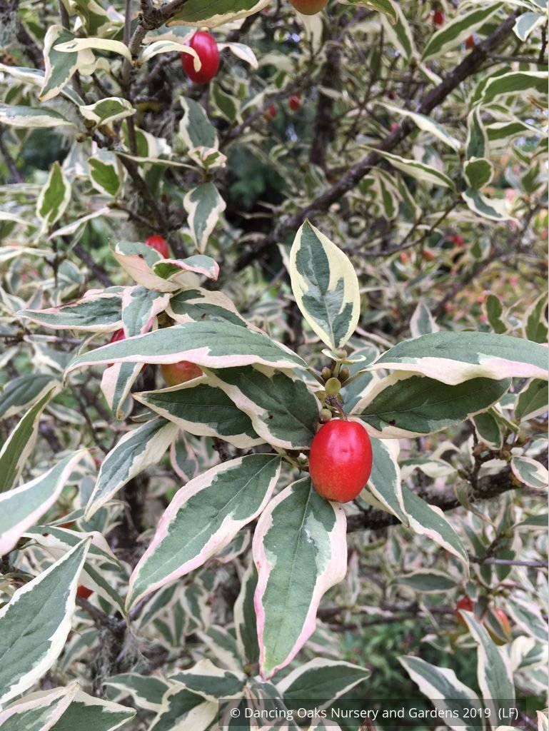 Trees ~ Cornus mas 'Variegata', Variegated Cornelian Cherry Dogwood ~ Dancing Oaks Nursery and Gardens ~ Retail Nursery ~ Mail Order Nursery