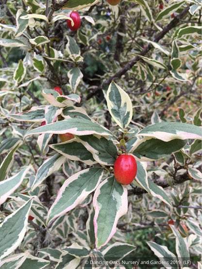 Trees ~ Cornus mas 'Variegata', Variegated Cornelian Cherry Dogwood ~ Dancing Oaks Nursery and Gardens ~ Retail Nursery ~ Mail Order Nursery