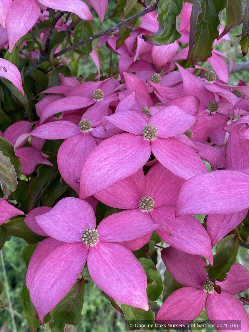 Trees ~ Cornus kousa Scarlet Fire® 'Rutpink', Scarlet Fire Dogwood ~ Dancing Oaks Nursery and Gardens ~ Retail Nursery ~ Mail Order Nursery