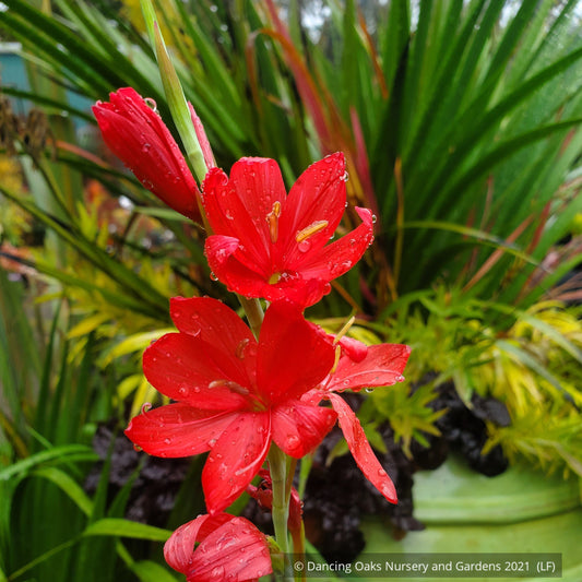 Bulbs & Tubers ~ Schizostylis (Hesperantha) coccinea 'Torero', Cape Lily or Crimson Flag ~ Dancing Oaks Nursery and Gardens ~ Retail Nursery ~ Mail Order Nursery