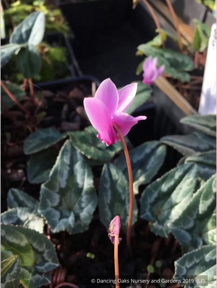 Bulbs & Tubers ~ Cyclamen hederifolium, Hardy Cyclamen ~ Dancing Oaks Nursery and Gardens ~ Retail Nursery ~ Mail Order Nursery