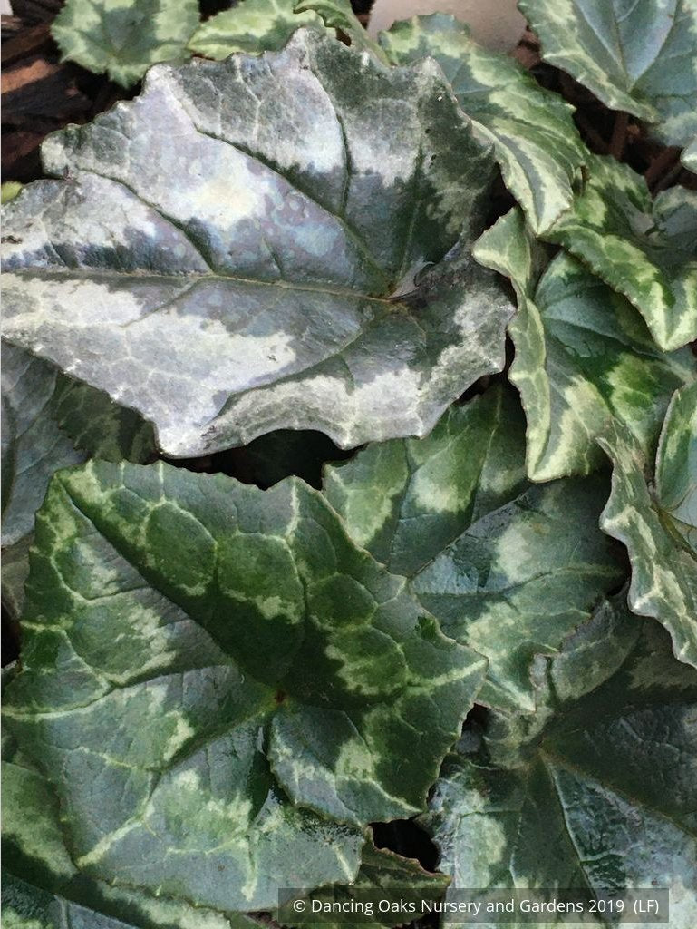 Bulbs & Tubers ~ Cyclamen hederifolium, Hardy Cyclamen ~ Dancing Oaks Nursery and Gardens ~ Retail Nursery ~ Mail Order Nursery