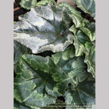 Bulbs & Tubers ~ Cyclamen hederifolium, Hardy Cyclamen ~ Dancing Oaks Nursery and Gardens ~ Retail Nursery ~ Mail Order Nursery