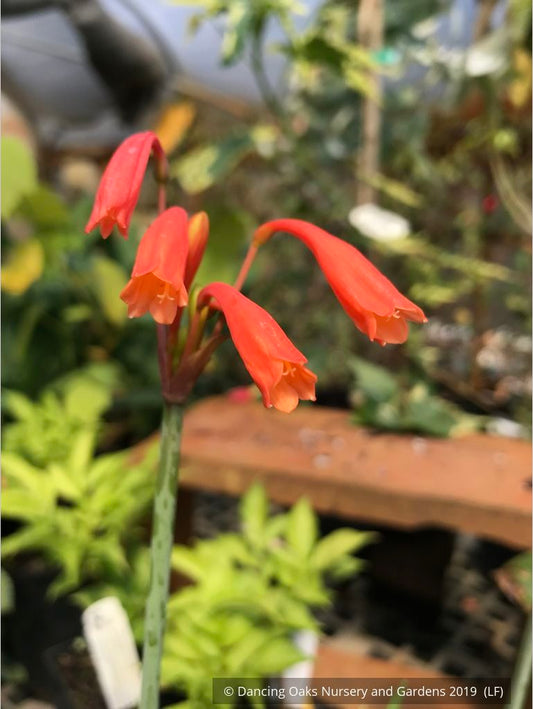 Perennials ~ Cyrtanthus brachyscyphus (syn. parviflorus), Dobo Lily ~ Dancing Oaks Nursery and Gardens ~ Retail Nursery ~ Mail Order Nursery