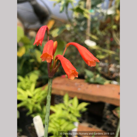 Perennials ~ Cyrtanthus brachyscyphus (syn. parviflorus), Dobo Lily ~ Dancing Oaks Nursery and Gardens ~ Retail Nursery ~ Mail Order Nursery