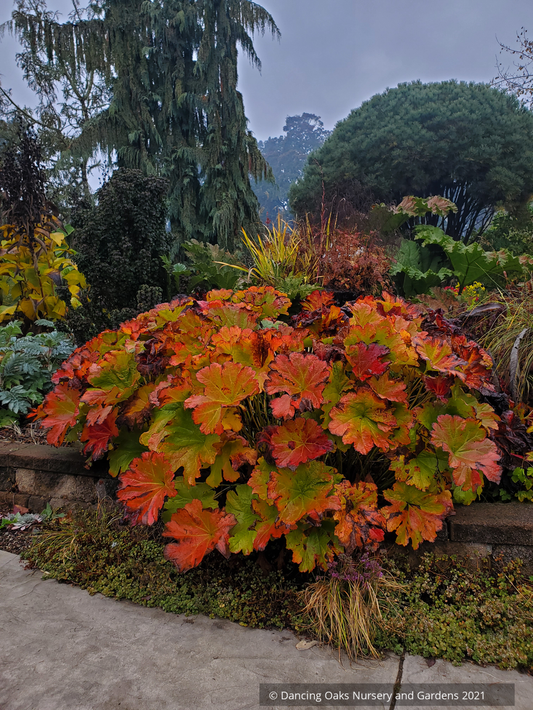 Perennials ~ Darmera peltata, Indian Rhubarb ~ Dancing Oaks Nursery and Gardens ~ Retail Nursery ~ Mail Order Nursery