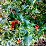 Perennials ~ Desfontainia spinosa, Chilean Holly ~ Dancing Oaks Nursery and Gardens ~ Retail Nursery ~ Mail Order Nursery