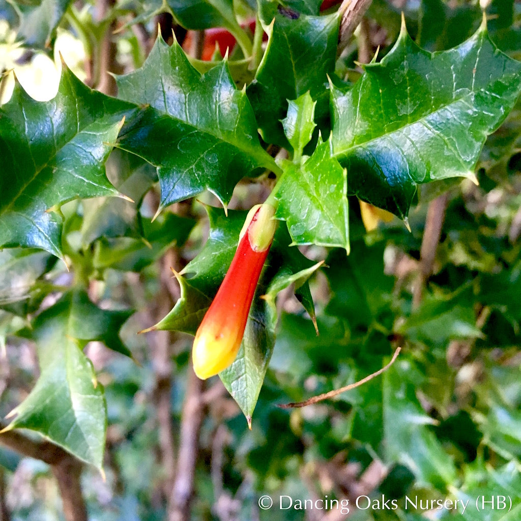 Perennials ~ Desfontainia spinosa, Chilean Holly ~ Dancing Oaks Nursery and Gardens ~ Retail Nursery ~ Mail Order Nursery