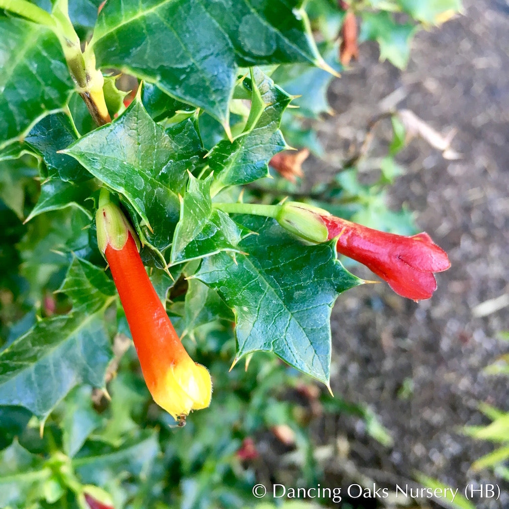 Perennials ~ Desfontainia spinosa, Chilean Holly ~ Dancing Oaks Nursery and Gardens ~ Retail Nursery ~ Mail Order Nursery