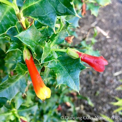 Perennials ~ Desfontainia spinosa, Chilean Holly ~ Dancing Oaks Nursery and Gardens ~ Retail Nursery ~ Mail Order Nursery