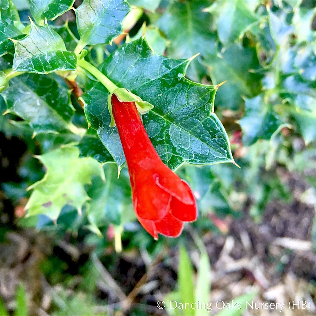 Perennials ~ Desfontainia spinosa, Chilean Holly ~ Dancing Oaks Nursery and Gardens ~ Retail Nursery ~ Mail Order Nursery