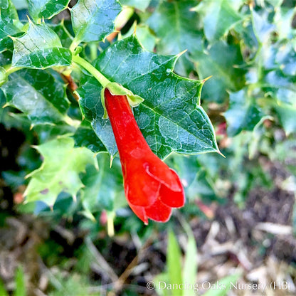 Perennials ~ Desfontainia spinosa, Chilean Holly ~ Dancing Oaks Nursery and Gardens ~ Retail Nursery ~ Mail Order Nursery