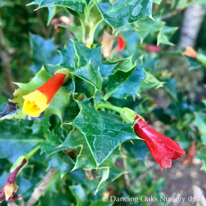 Perennials ~ Desfontainia spinosa, Chilean Holly ~ Dancing Oaks Nursery and Gardens ~ Retail Nursery ~ Mail Order Nursery
