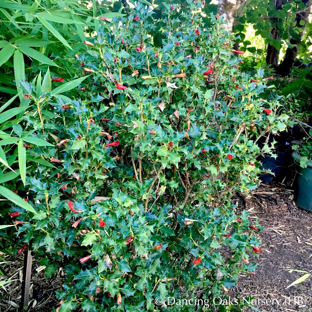 Perennials ~ Desfontainia spinosa, Chilean Holly ~ Dancing Oaks Nursery and Gardens ~ Retail Nursery ~ Mail Order Nursery