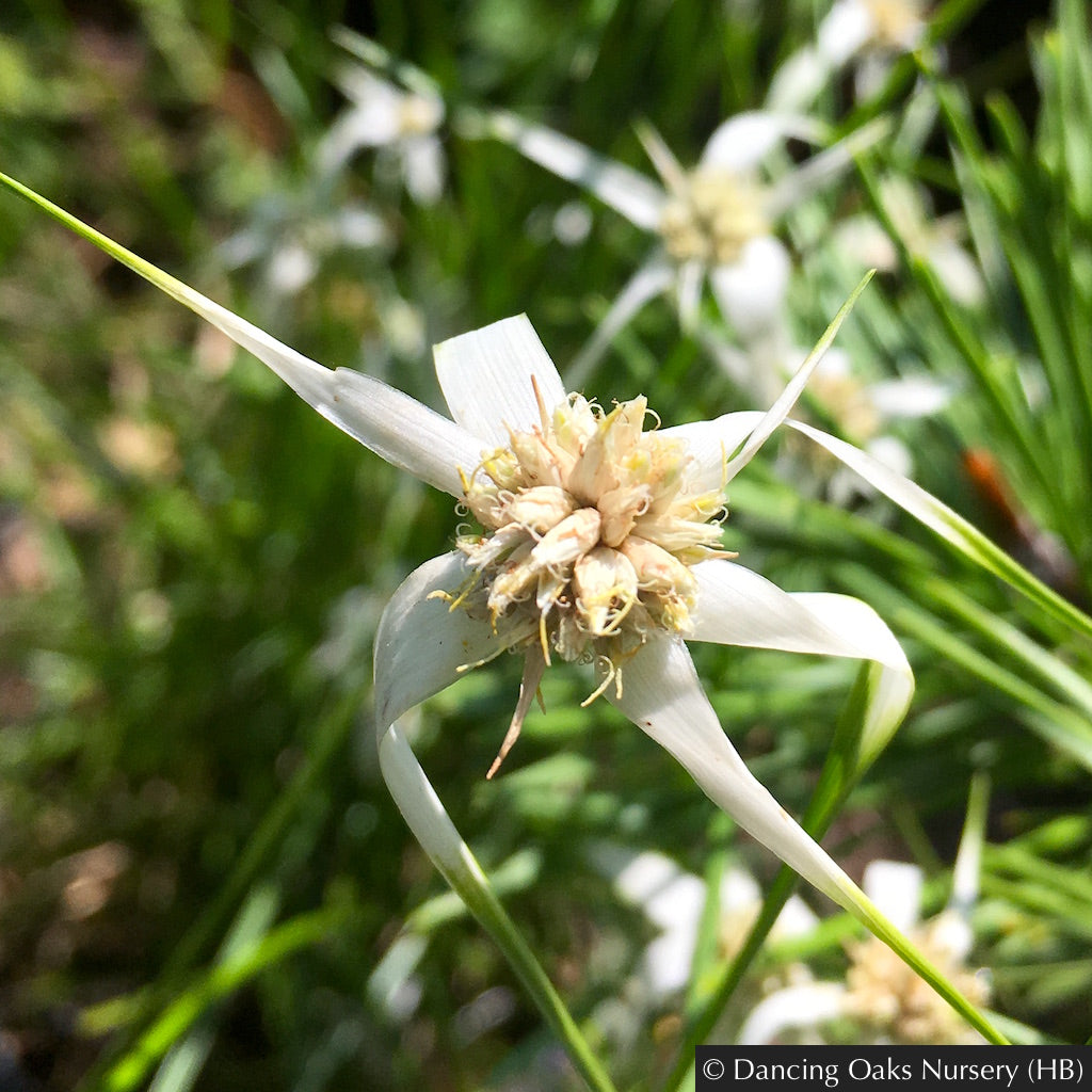 Perennials ~ Rhynchospora colorata (syn. Dichromena c.), Star Grass or Star Rush ~ Dancing Oaks Nursery and Gardens ~ Retail Nursery ~ Mail Order Nursery