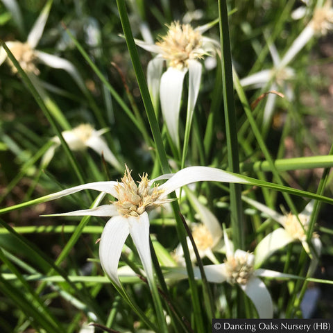 Perennials ~ Rhynchospora colorata (syn. Dichromena c.), Star Grass or Star Rush ~ Dancing Oaks Nursery and Gardens ~ Retail Nursery ~ Mail Order Nursery