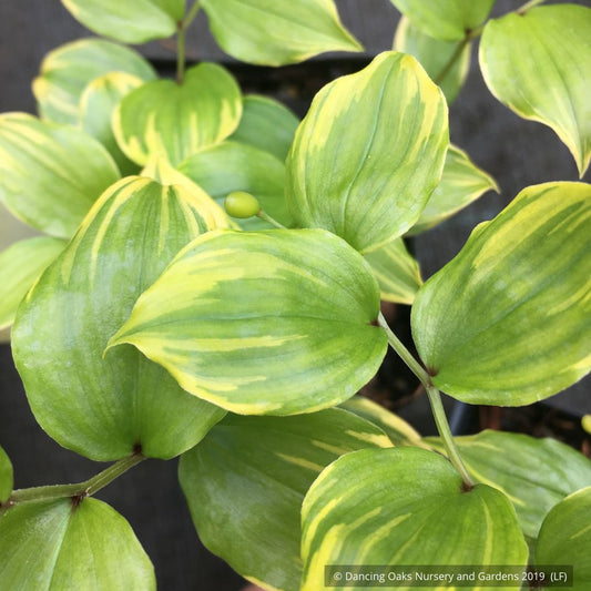 Perennials ~ Disporum smilacinum 'Kino Tsukasa', Fairy Lantern ~ Dancing Oaks Nursery and Gardens ~ Retail Nursery ~ Mail Order Nursery