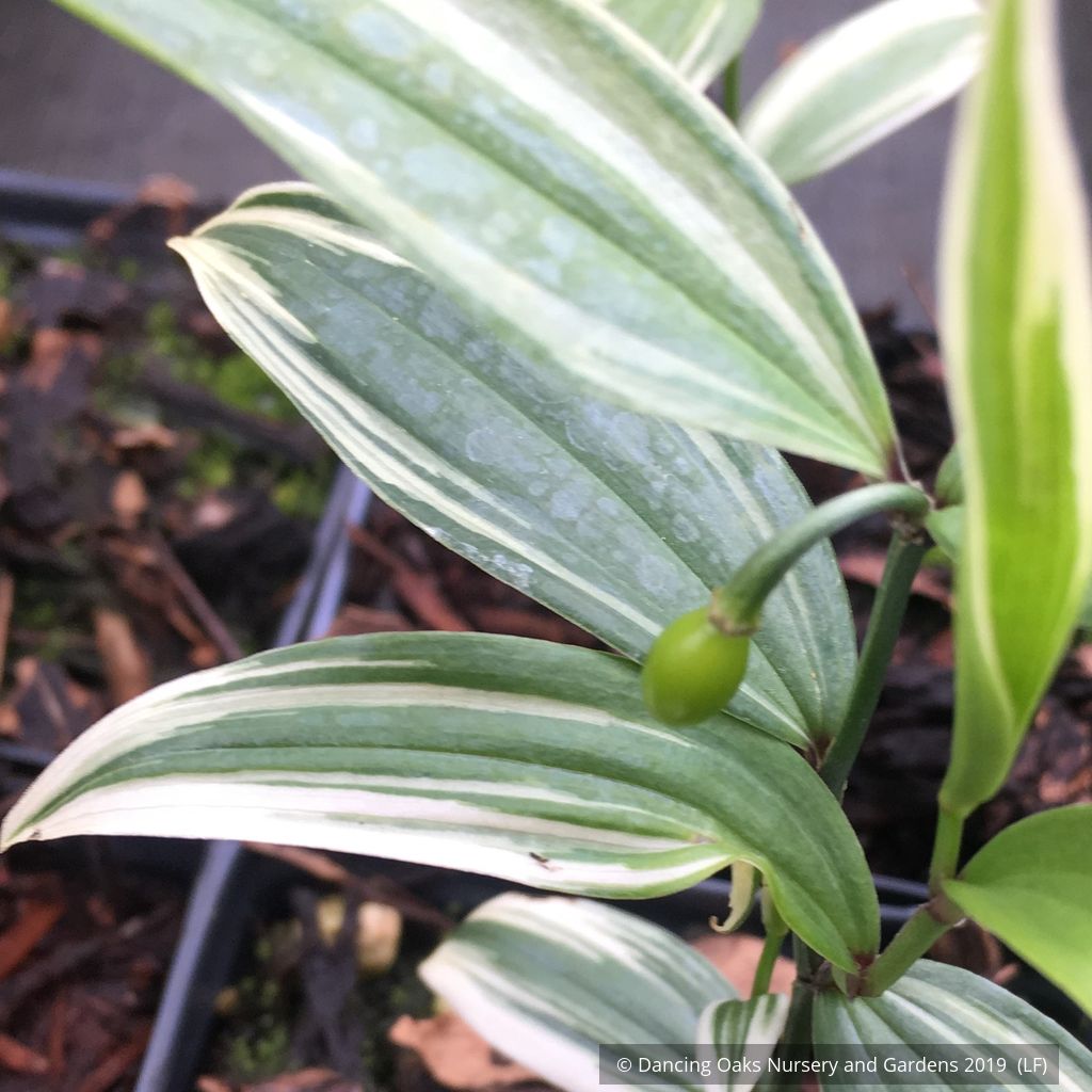 Perennials ~ Disporum sessile 'Variegatum', Variegated Fairy Bells ~ Dancing Oaks Nursery and Gardens ~ Retail Nursery ~ Mail Order Nursery