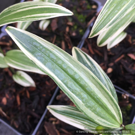 Perennials ~ Disporum sessile 'Variegatum', Variegated Fairy Bells ~ Dancing Oaks Nursery and Gardens ~ Retail Nursery ~ Mail Order Nursery