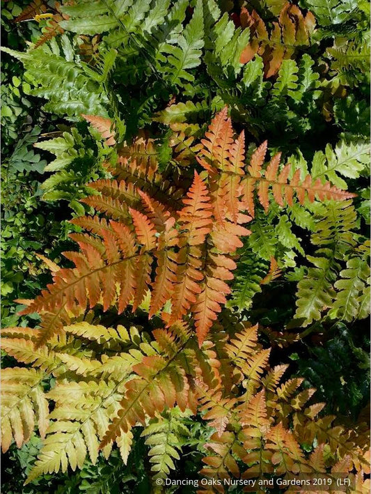 Ferns ~ Dryopteris erythrosora 'Brilliance', Autumn Fern ~ Dancing Oaks Nursery and Gardens ~ Retail Nursery ~ Mail Order Nursery