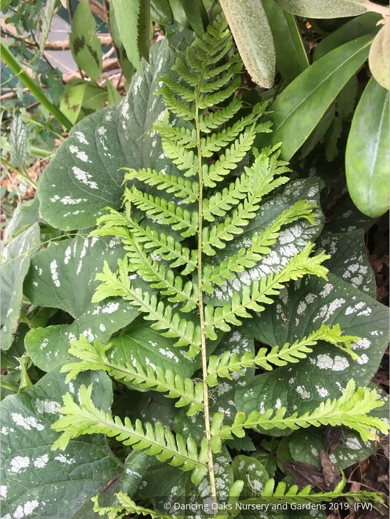 Ferns ~ Dryopteris affinis 'Polydactyla Dadds', Dadds Crested Male Fern ~ Dancing Oaks Nursery and Gardens ~ Retail Nursery ~ Mail Order Nursery