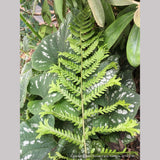 Ferns ~ Dryopteris affinis 'Polydactyla Dadds', Dadds Crested Male Fern ~ Dancing Oaks Nursery and Gardens ~ Retail Nursery ~ Mail Order Nursery