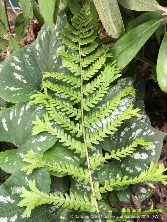 Ferns ~ Dryopteris affinis 'Polydactyla Dadds', Dadds Crested Male Fern ~ Dancing Oaks Nursery and Gardens ~ Retail Nursery ~ Mail Order Nursery